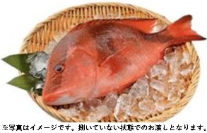 【プレッセ田園調布店】 「千年鯛」（養殖） 【鹿児島県産】