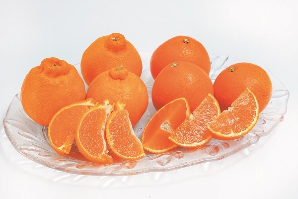 B005　柑橘味くらべ（12月上旬より順次発送）