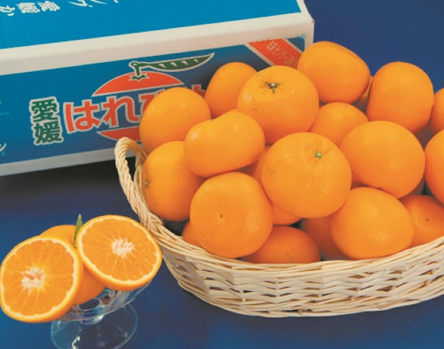 B041　愛媛県産　はれひめ（12月中旬より順次発送）