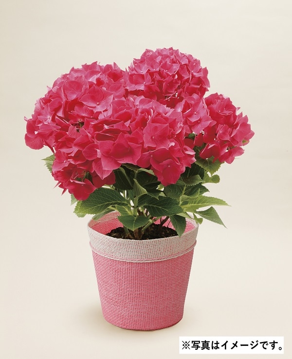 H005 アジサイパリジェンヌ