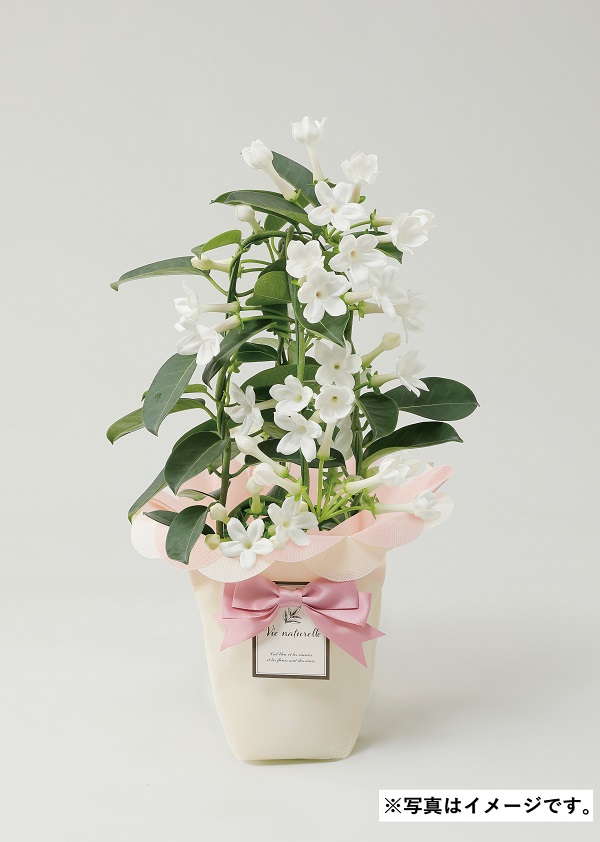 H006 マダガスカルジャスミン