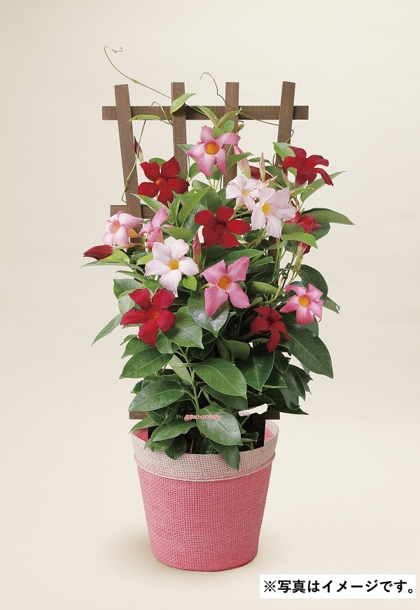 H007 マンデビラリオ 3色MIXフェンス仕立て