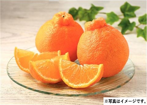 H012 熊本県産 デコポン