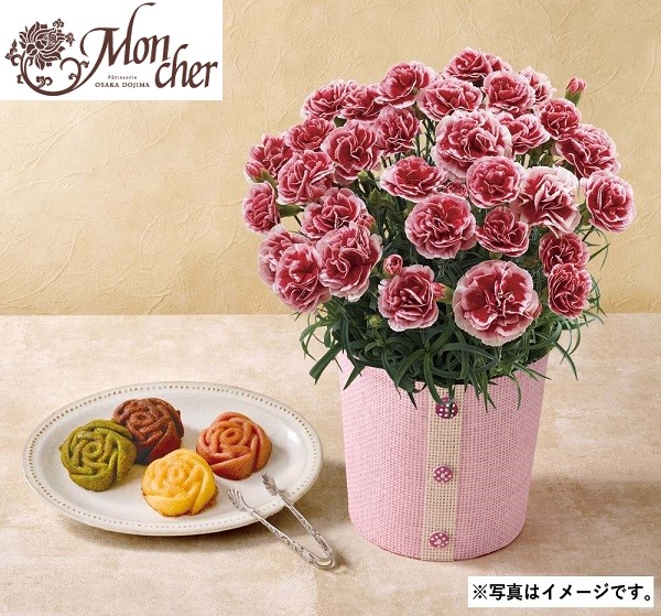 H017 カーネーション（いちごホイップ）と「パティスリー モンシェール」エタニティーローズ