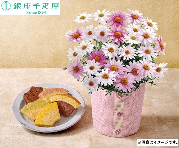 H020 マーガレット（さくらべーる）と「銀座千疋屋」銀座フルーツクーヘン