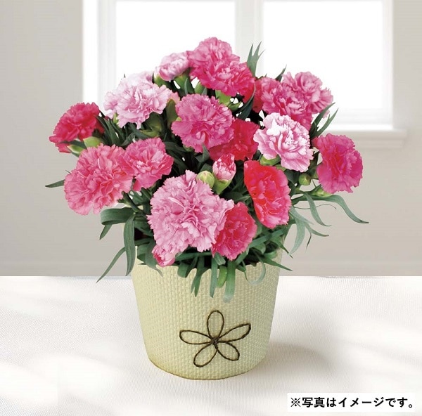 H028 カーネーション（ホットハート）