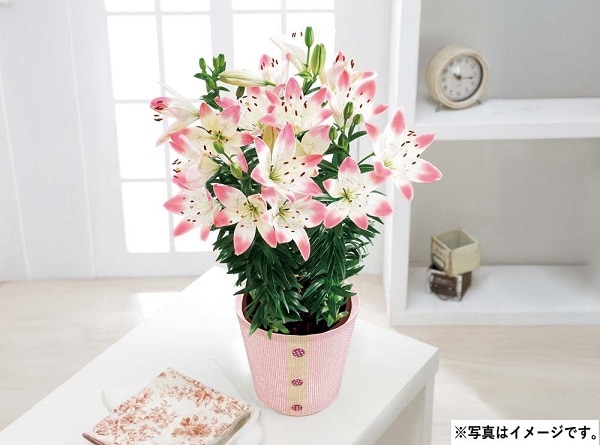 H033 ユリ（シュガーラブ）