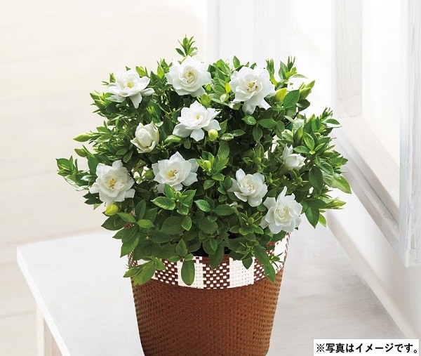 H036 ガーデニア