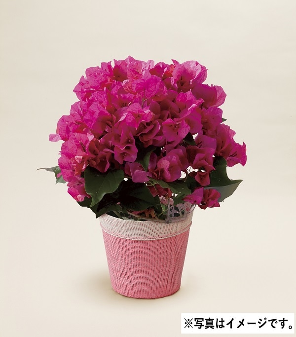 H038 ブーゲンビレアレッド