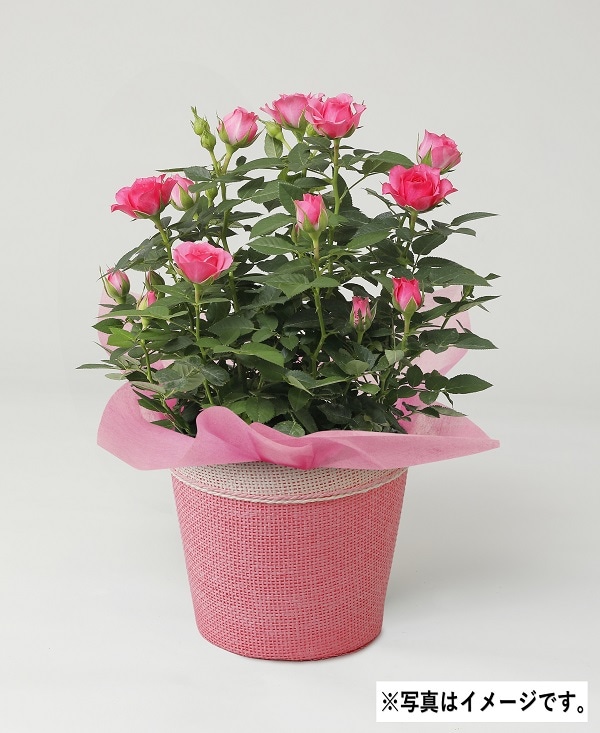 H042 ローズナルシーフォレスト