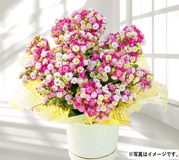 H047 カランコエ（メイリーブーケ）