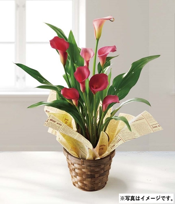 H051 カラー（チェリーソルベ）