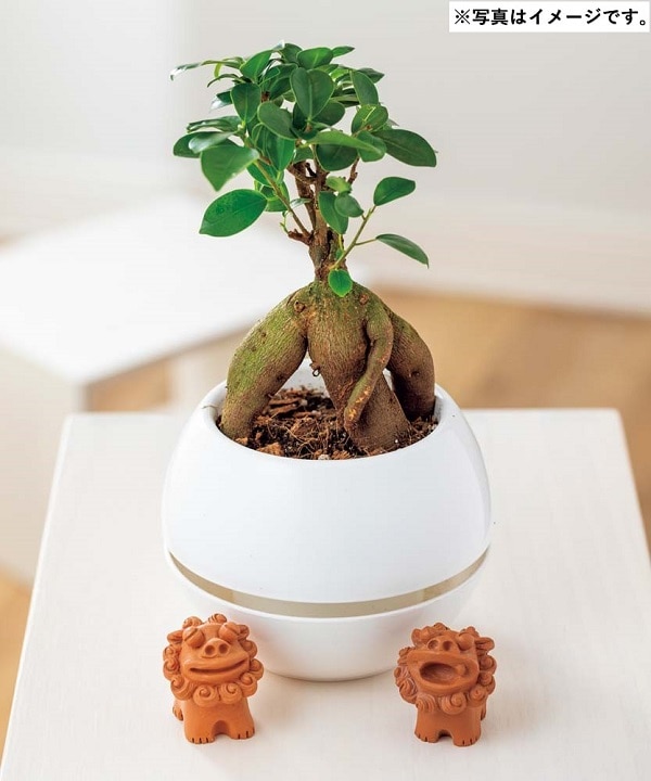 H053 ガジュマル シーサー