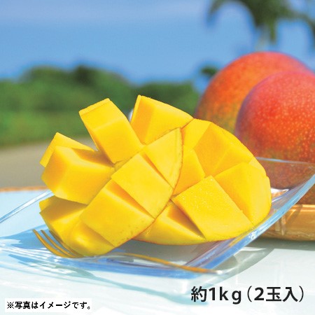 B043 沖縄県宮古島 マンゴ(秀) 【７月中旬より順次発送】