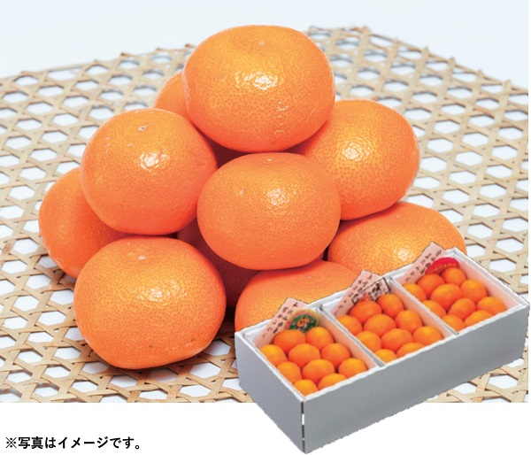 B050 みかん味くらべ（3種） 【１２月上旬より順次発送】