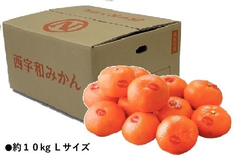 B026　愛媛県産JAにしうわ　西宇和みかん（11月下旬より順次発送）