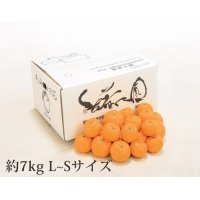 B029　愛媛県産　無茶々園のみかん（11月中旬より順次発送）