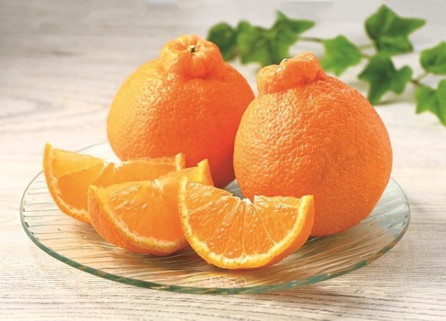 B039　熊本県産　デコポン（12月上旬より順次発送）