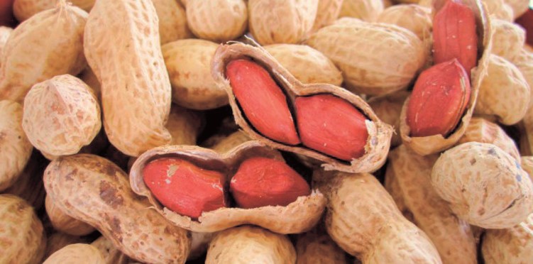 B066　千葉県八街産から付き落花生(千葉半立種）（12月上旬より順次発送）