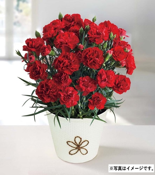 H001 カーネーション（感謝の気持ち）
