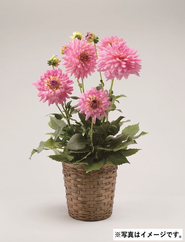 H008 ダリアサリナス