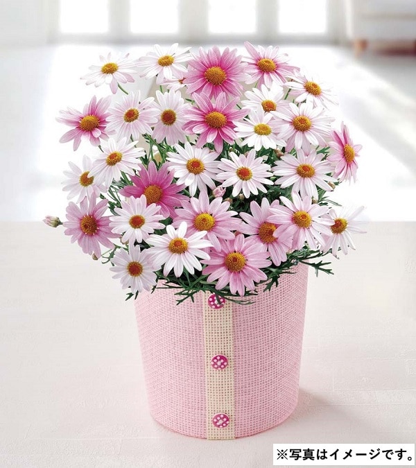 H025 マーガレット（さくらべーる）