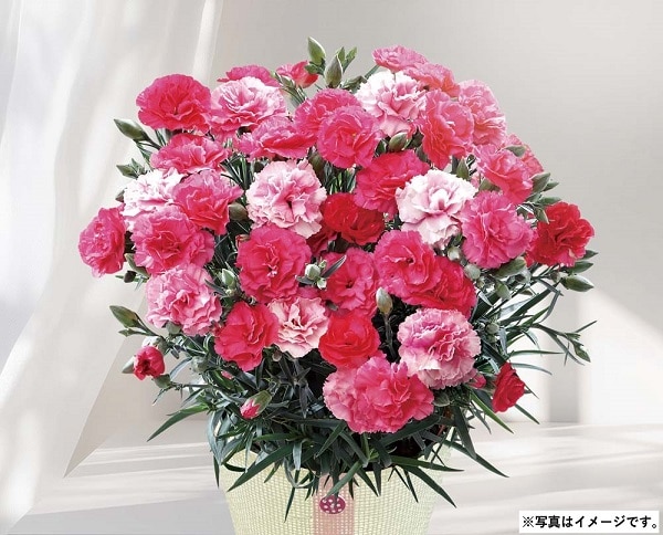 H027 カーネーション（さくらもなか）