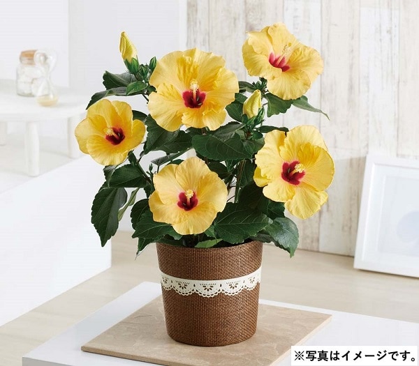 H034 ハイビスカス(アドニスイエロー)