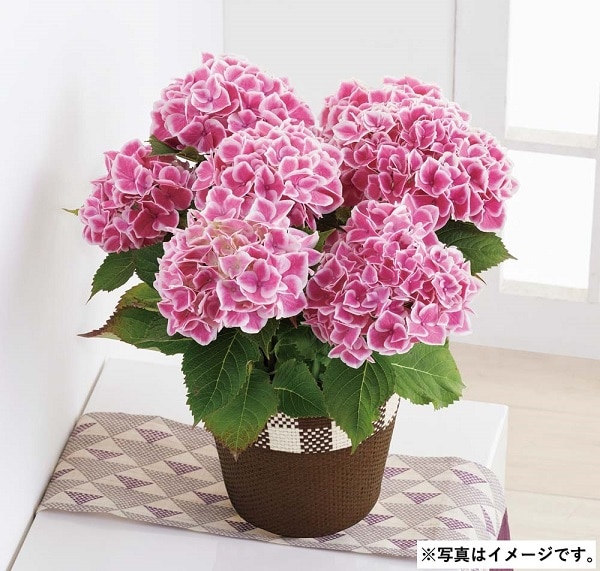 H035 アジサイ(ファーストレディ)