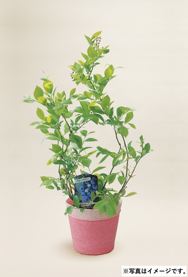 H039 ブルーベリー