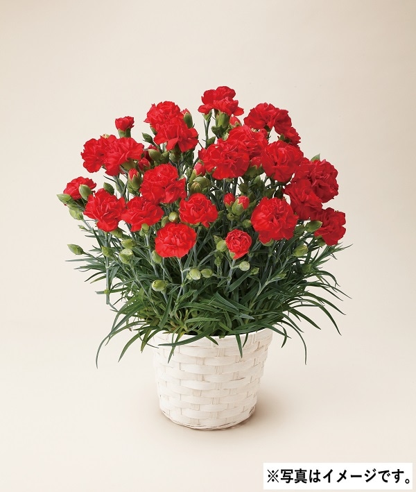 H040 カーネーションレッド