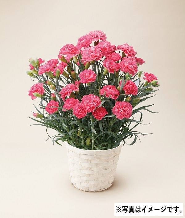 H041 カーネーションピンク