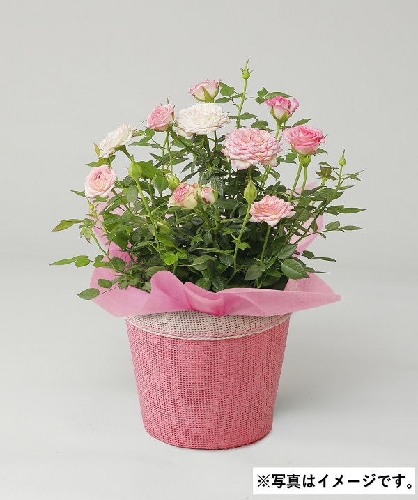 H043 ローズカルーセルコルナーダ