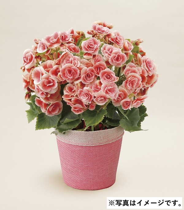 H044 エラチオールベゴニアボリアス