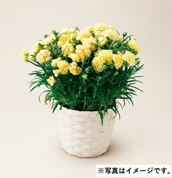 H045 カーネーションイエロー