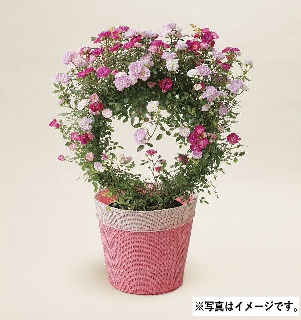 H046 つるバラ舞姫2色MIXリング仕立て