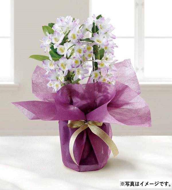 H050 デンドロビウム(リセ)