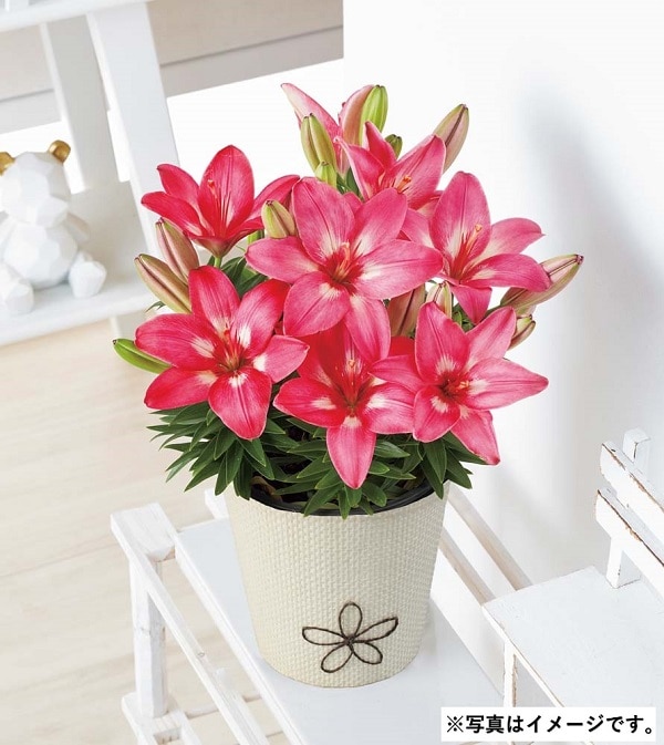 H052 ユリ(ロザリン)