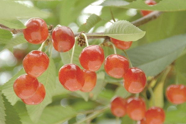 B026 山形県産 JAさくらんぼひがしね 紅秀峰 【６月中旬より順次発送】