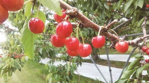 B029 北海道産JA新おたる 佐藤錦 【7月上旬より順次発送】